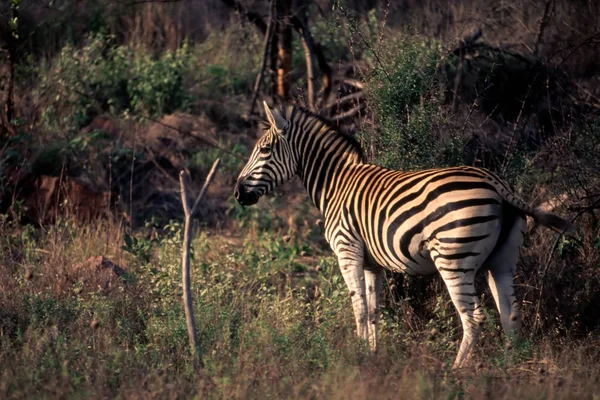 Slätterna Zebra Equus Burchellii Kruger National Park Mpumalanga Sydafrika — Stockfoto