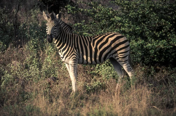 Slätterna Zebra Equus Burchellii Kruger National Park Mpumalanga Sydafrika — Stockfoto