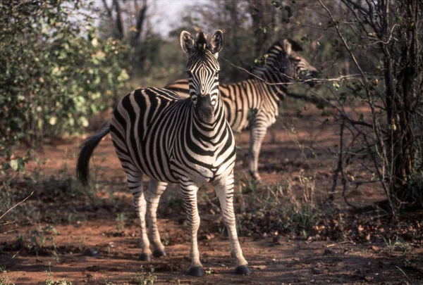 Planícies Zebra Equus Burchellii Kruger National Park Mpumalanga África Sul — Fotografia de Stock