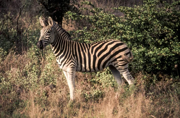 Planícies Zebra Equus Burchellii Kruger National Park Mpumalanga África Sul — Fotografia de Stock