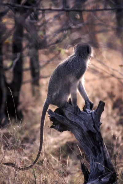 Vervet Majom Cercopithecus Aethiops Kruger Nemzeti Park Mpumalanga Dél Afr — Stock Fotó