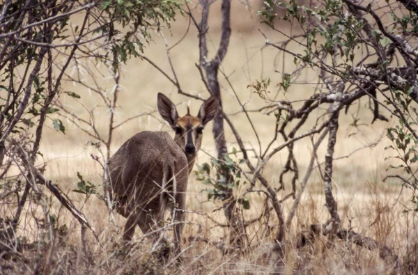 Společné Duiker Sylvicapra Grimmia Národní Park Kruger Mpumalanga Jihoafrická Republika — Stock fotografie