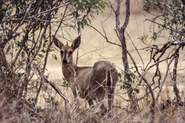 Společné Duiker Sylvicapra Grimmia Národní Park Kruger Mpumalanga Jižní Afric — Stock fotografie