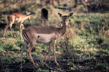 Impala (Aepyceros melampus), Kruger National Park, Mpumalanga, Güney Afrika