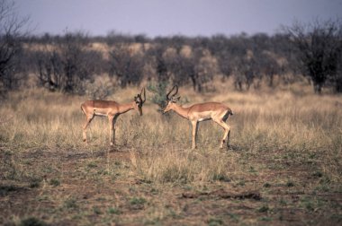 Impala (Aepyceros melampus), Kruger National Park, Mpumalanga, Güney Afrika