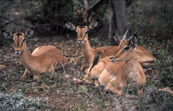 Impala Aepyceros Melampus Parque Nacional Kruger Mpumalanga Sudáfrica —  Fotos de Stock