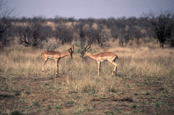 Impala Aepyceros Melampus Národní Park Kruger Mpumalanga Jihoafrická Republika — Stock fotografie