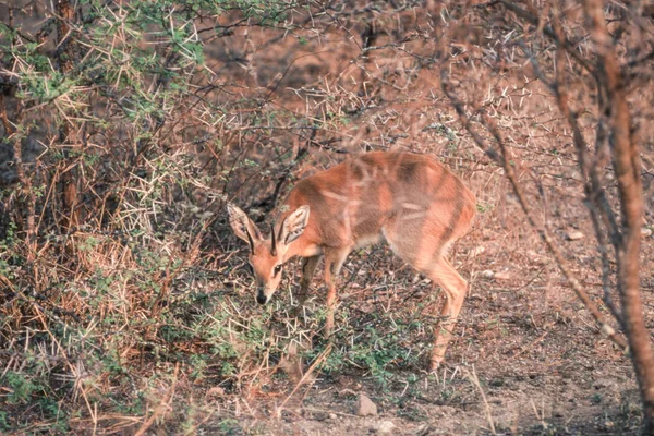 Steenbok Звичайна Raphicerus Національний Парк Крюгера Провінції Мпумаланга Пар — стокове фото