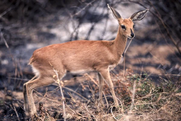 Steenbok — стокове фото