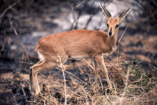 Steenbok — стокове фото