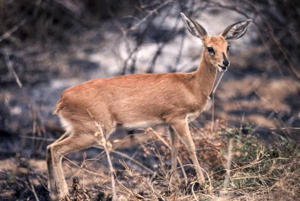 Steenbok. — Fotografia de Stock