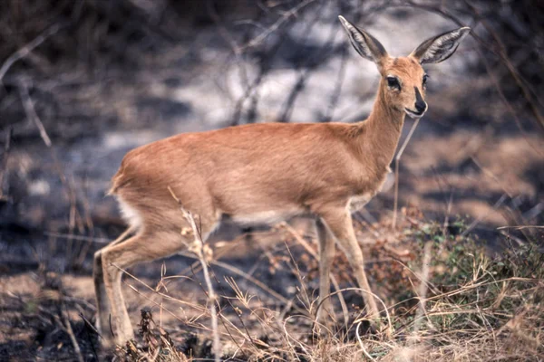 Steenbok — 스톡 사진