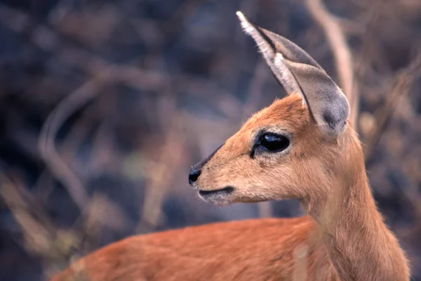 Steenbok 공원에서 — 스톡 사진