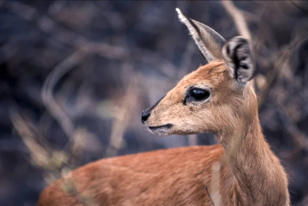 Toitspan Raphicerus Campestris Parku Narodowego Kruger Mpumalanga Republika Południowej Afryki — Zdjęcie stockowe