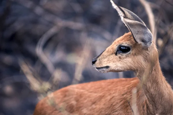 Steenbok — 스톡 사진