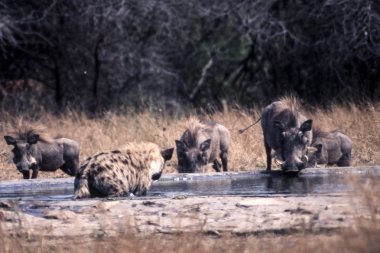 Yaban domuzu (Phacochoerus aethiopicus), Kruger National Park, Mpumalanga, Güney Afrika