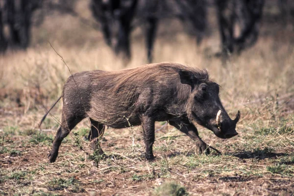 멧돼지 Phacochoerus Aethiopicus Mpumalanga Afric — 스톡 사진