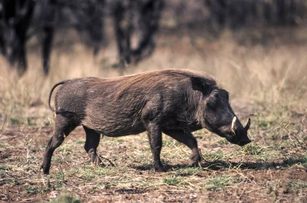 Wrattenzwijn Phacochoerus Aethiopicus Kruger National Park Mpumalanga Zuid Afrika — Stockfoto