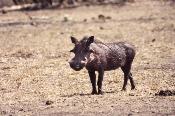 멧돼지 Phacochoerus Aethiopicus Mpumalanga 공화국 — 스톡 사진