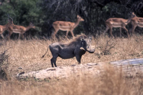 멧돼지 Phacochoerus Aethiopicus Mpumalanga 공화국 — 스톡 사진