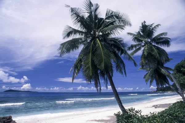 Spiaggia tropicale con palme — Foto Stock