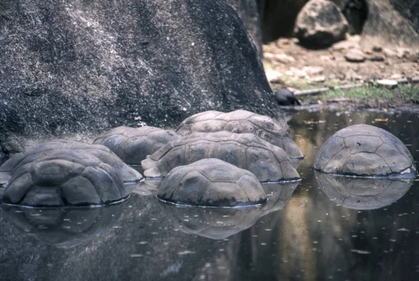 Riesenaldabra Seychelles Schildkröte Aldabrachelys Gigantea Union Estate Park Digue Republik — Stockfoto