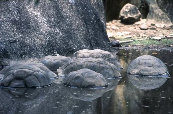 Dev Aldabra Seyşeller Kaplumbağa Aldabrachelys Kızgözü Birliği Emlak Park Digue — Stok fotoğraf