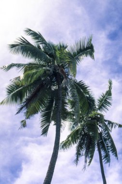 Anse kaynak D'Argent, La Digue Adası, Seichelle, palmiye ağaçları ile tropikal plaj