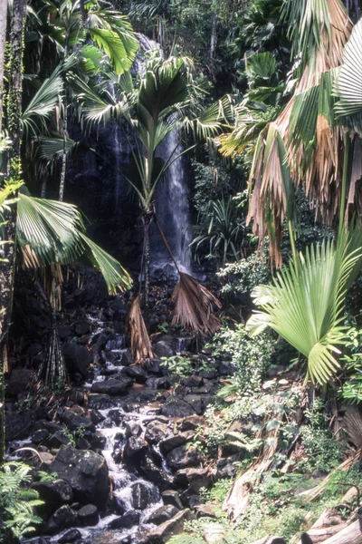 Coco Mer Coconut Zee Palma Het Beroemde Natuurpark Van Vallée — Stockfoto