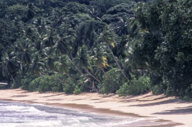 Palmiyeli tropik plaj