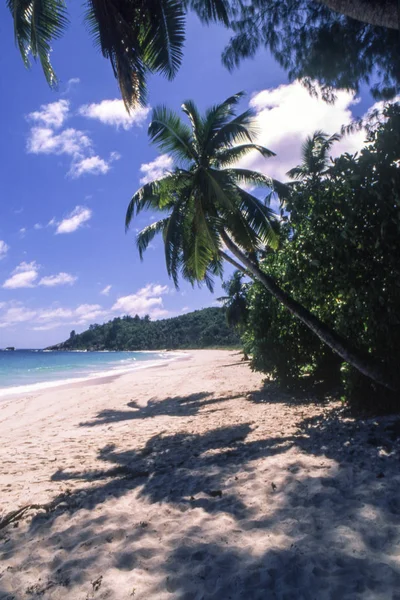 Spiaggia Tropicale Con Palme Anse Intendance Isola Mahe Seichelle — Foto Stock