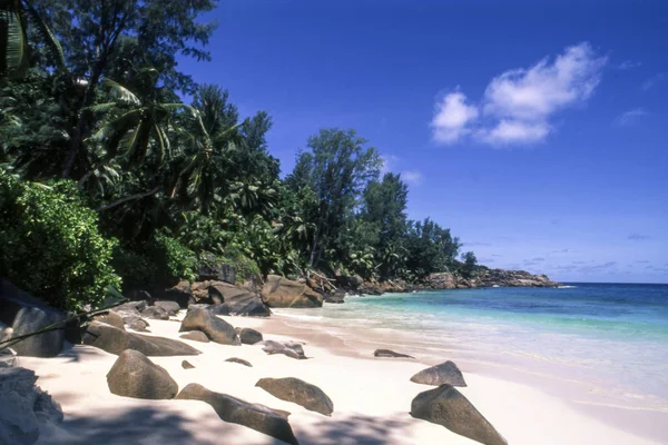 Tropikalnej Plaży Palmami Anse Intendentury Mahé Seichelle — Zdjęcie stockowe