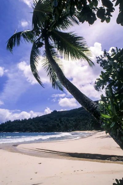 Praia tropical com palmeiras — Fotografia de Stock