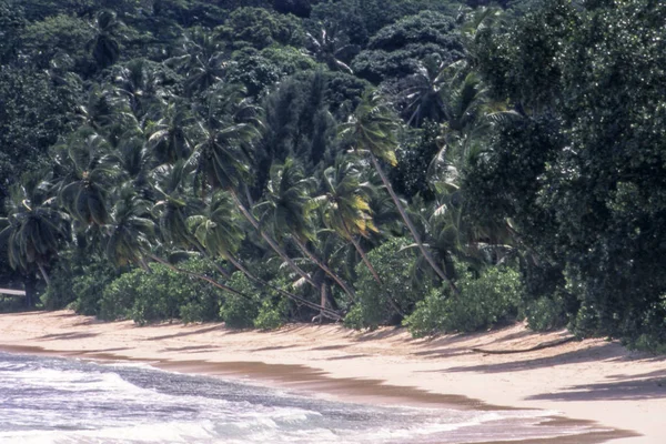 Palmiyeli tropik plaj
