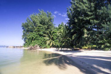 Palmiyeli tropik plaj