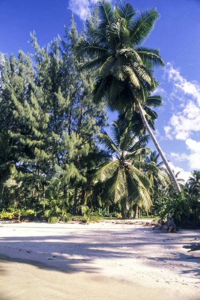 야자나무가 있는 열대 해변 — 스톡 사진