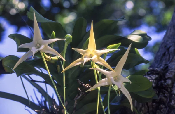 Darwin 'in orkidesi (Angrecum sesquipedale), Ile Aux Nattes, Madagaskar, Afrika