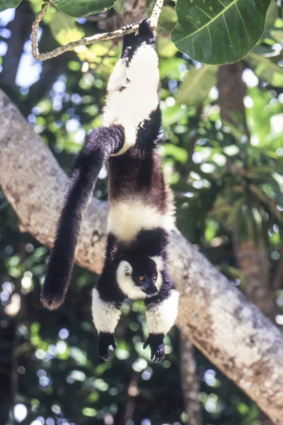 Zwartwit Vari Lemurs Varecia Variegata Variegata Ile Aux Nattes Madagascar — Stockfoto