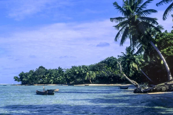 Тропічний пляж з долонями — стокове фото