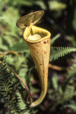 Madagaskar atıcı bitki (Nepenthes madagascariensis), Taolagnaro, Anosy, Madagaskar, Afrika