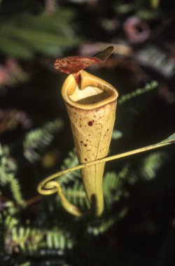 Madagascar pitcher plant (Nepenthes madagascariensis), Taolagnaro, Anosy, Madagascar, Africa clipart