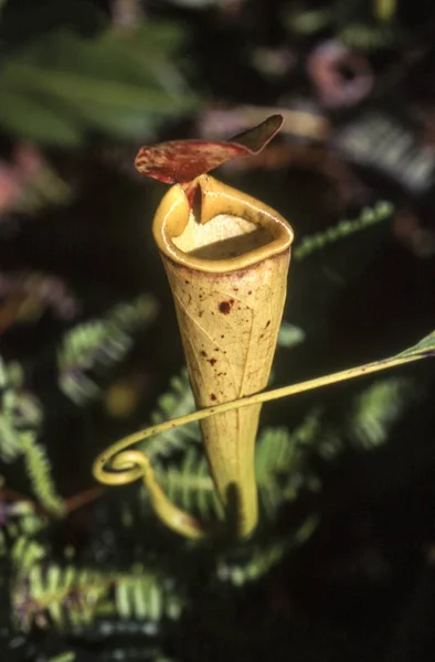 Madagaskar atıcı bitki (Nepenthes madagascariensis), Taolagnaro, Anosy, Madagaskar, Afrika