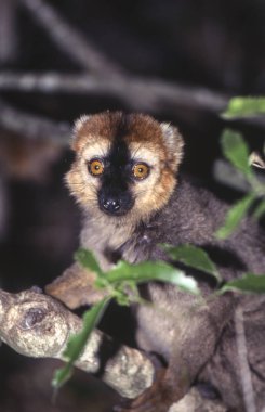 Kırmızı önlü Brown Lemur (Eulemur fulvus rufus), Berenty özel rezerv, Anosy, Madagaskar