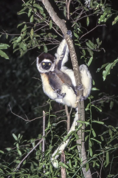 Verreaux Barátait Sifaka Maki Propithecus Verreauxi Berenty Private Reserve Anosy — Stock Fotó