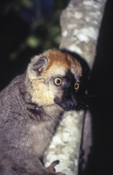 Red Fronted Brown Lemur Eulemur Fulvus Rufus Berenty Private Reserve — Stockfoto
