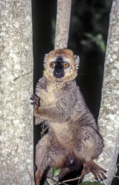 브라운 원숭이 Eulemur Fulvus Berenty 보호구 Anosy Madagasca — 스톡 사진