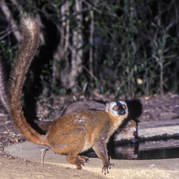 Vöröshomlokú Barna Maki Eulemur Fulvus Rufus Berenty Private Reserve Anosy — Stock Fotó