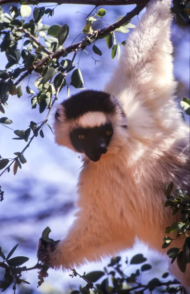 Verreaux Sifaka Lemur Propithecus Verreauxi Berenty Private Reserve Anosy Madagascar — Foto Stock