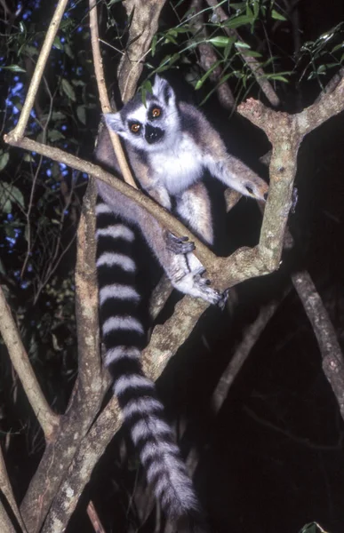 Lemur-de-cauda-anelada — Fotografia de Stock