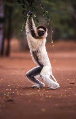 Verreaux's Sifaka Lemur clipart